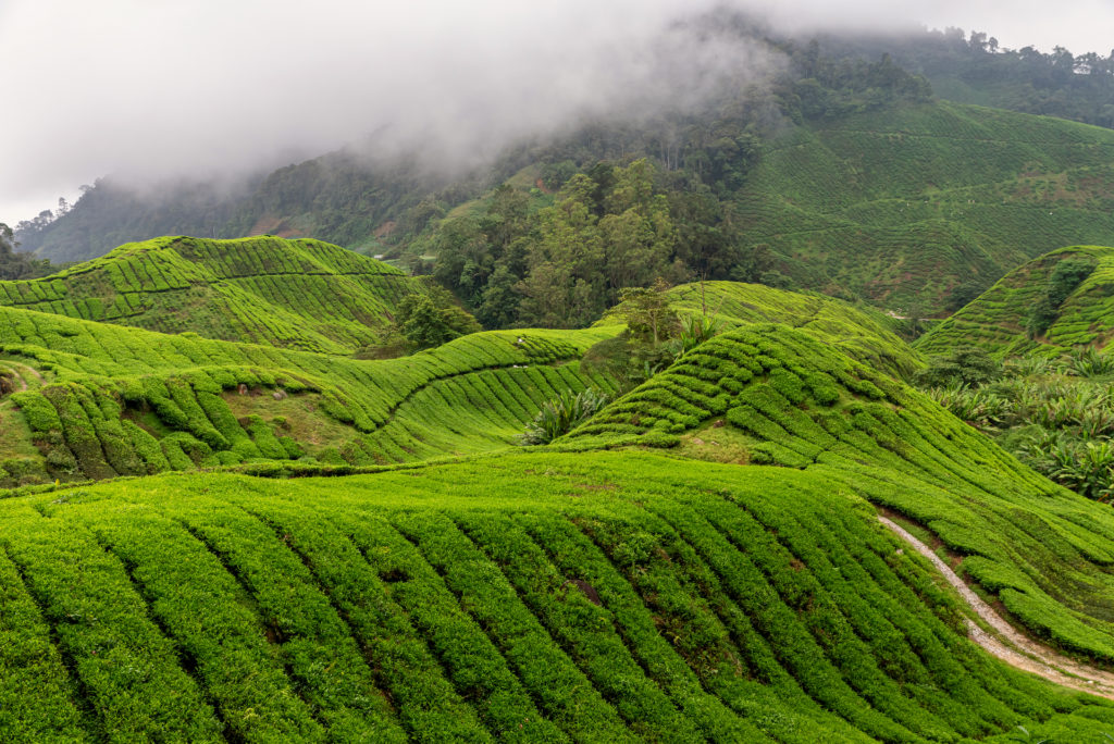 This image has an empty alt attribute; its file name is views-of-tea-plantation-in-cameron-highlands-malay-X9DCSX8-1024x684.jpg