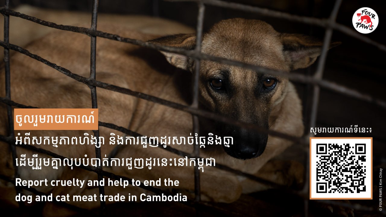 អង្គការ FOUR PAWS ប្រចាំនៅកម្ពុជា បានដាក់ឱ្យដំណើរការប្រព័ន្ធរាយការណ៍អនឡាញ ដើម្បីរួមចំណែកលើកកម្ពស់សុខុមាលភាពសត្វចិញ្ចឹមនៅកម្ពុជា