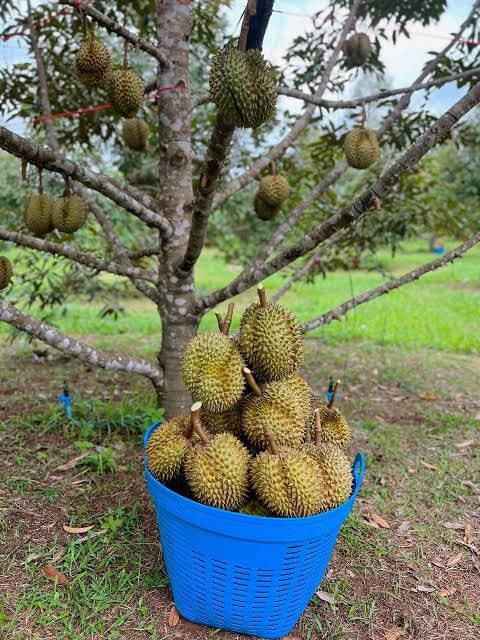 កម្ពុជា-ឡាវ បើកការដឹកជញ្ជូន ឆ្លងកាត់សម្រាប់នាំចេញផ្លែទុរេនកម្ពុជា ទៅកាន់ទីផ្សារចិន