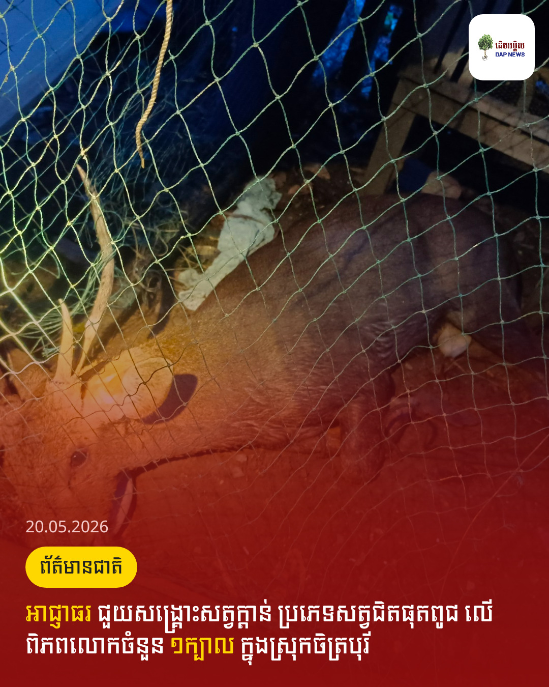 អាជ្ញាធរ ជួយសង្រ្គោះសត្វក្តាន់ ប្រភេទសត្វជិតផុតពូជ លើពិភពលោកចំនួន ១ក្បាល ក្នុងស្រុកចិត្របុរី